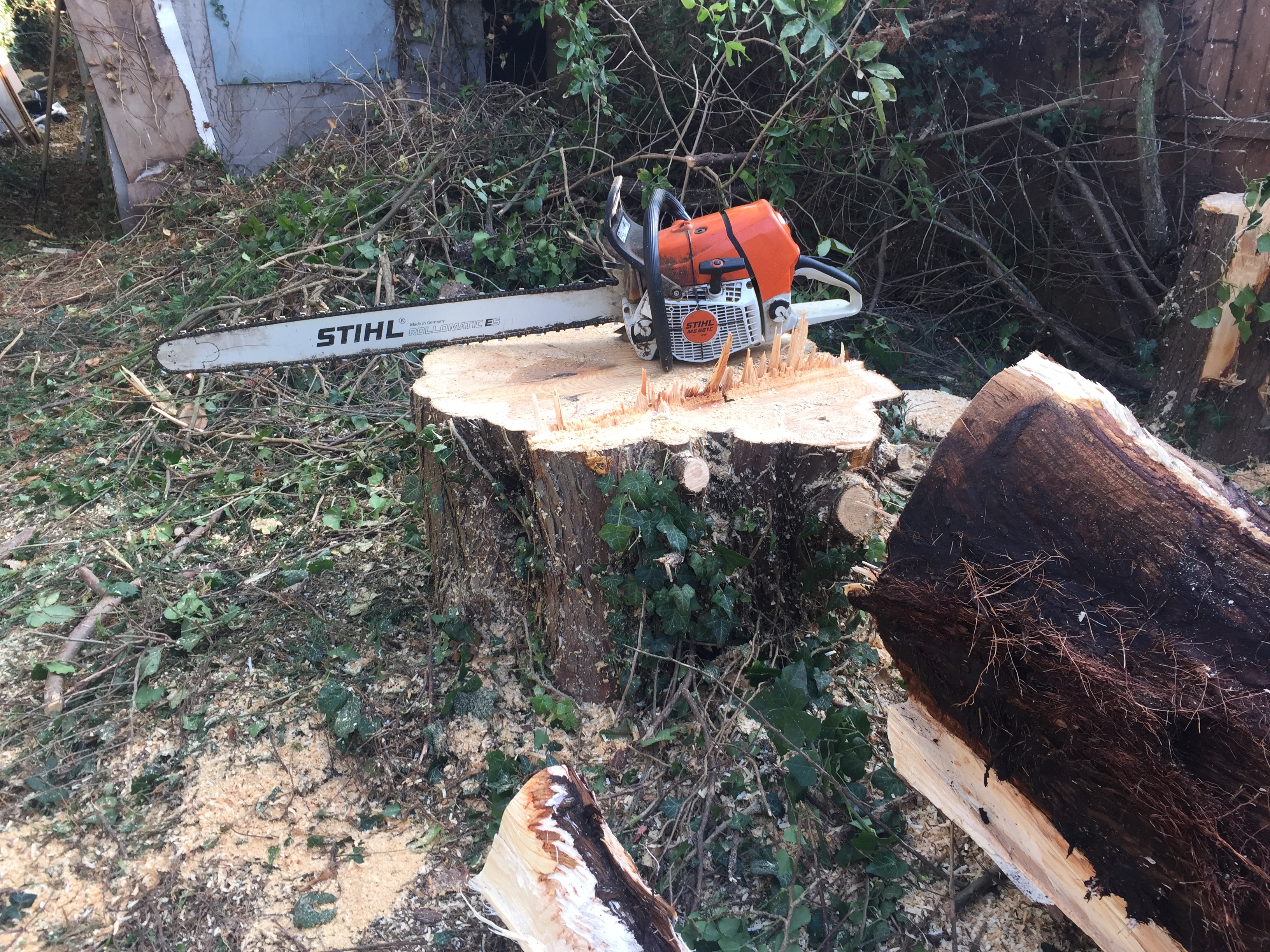 tree removal rugby